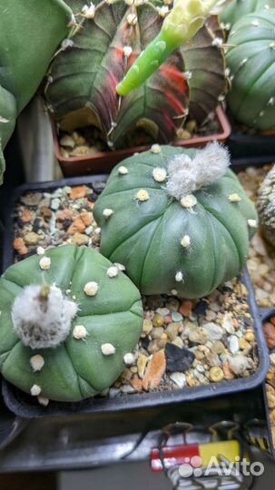 Кактусы и суккуленты