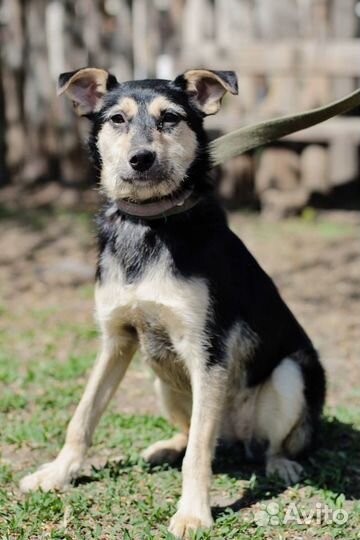 Малышка Ками в семью