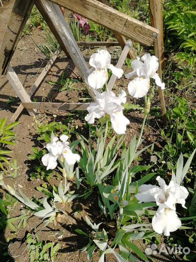 Ирисы сортовые