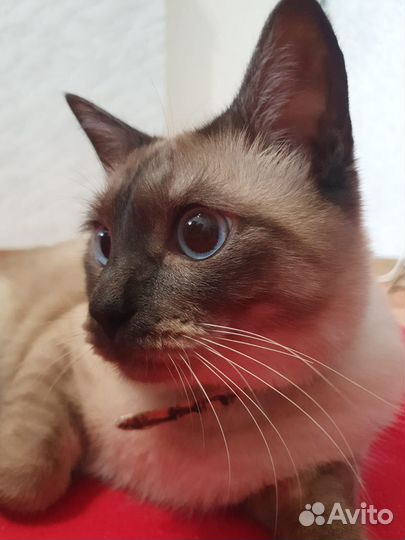 Стрижка собак (Грумминг)