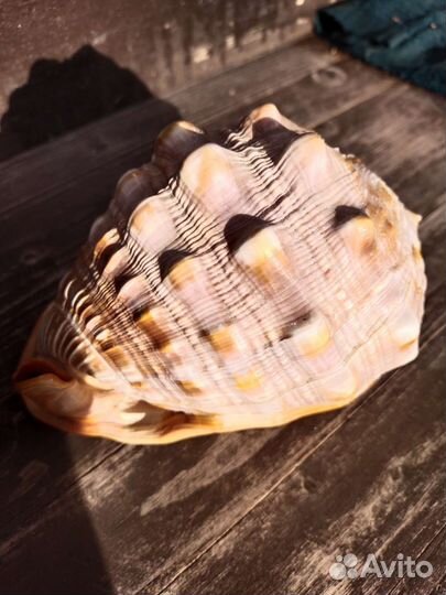 Морские ракушки