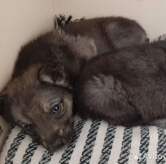 Домашние животные