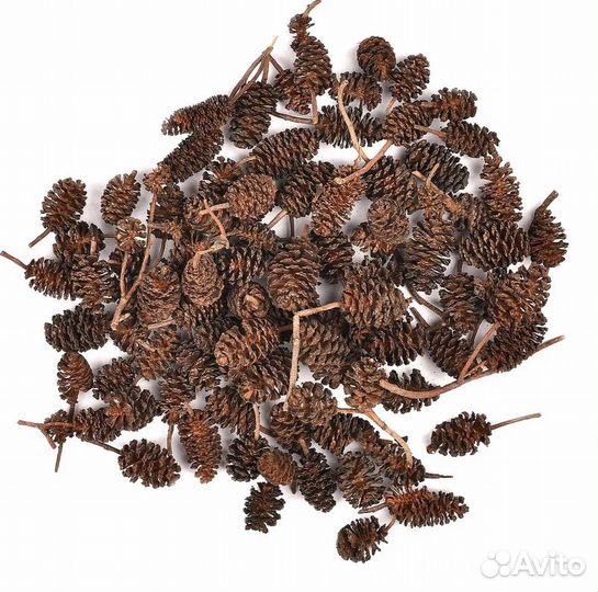 Ольха серая рассеченолистная «Лациниата»