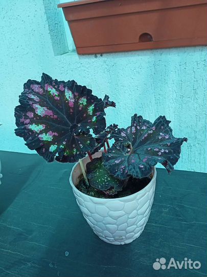 Бегония декоративно лиственная