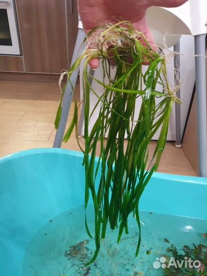 Анциструсы сомы, улитки, аквариумные растения