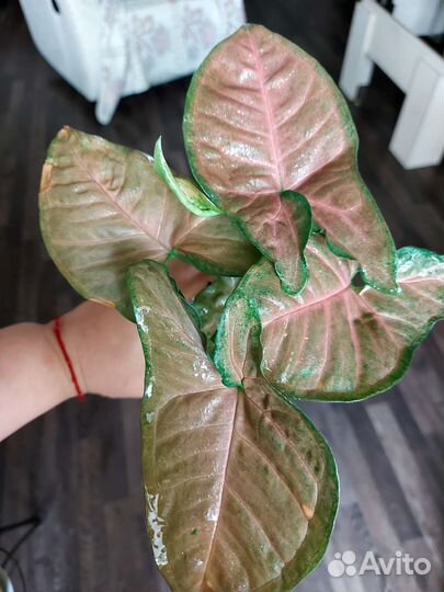 Коллекционные сингониумы