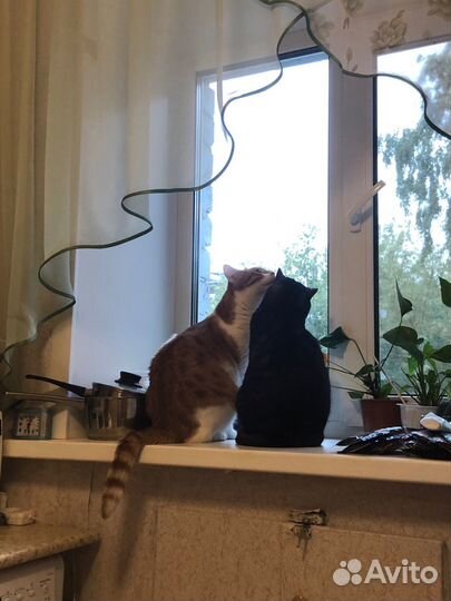 Передержка животных