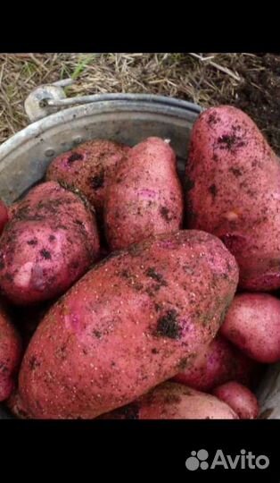 Картофель крупный красный и желтый