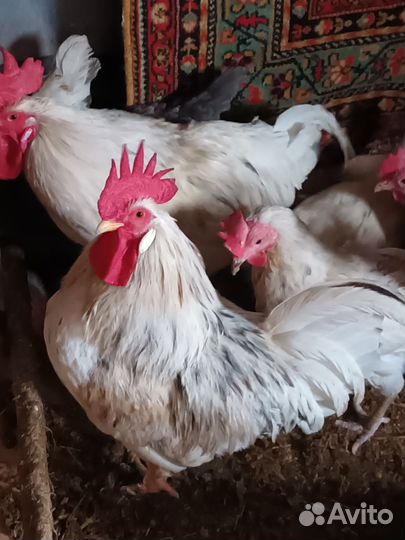 Петух леггорн