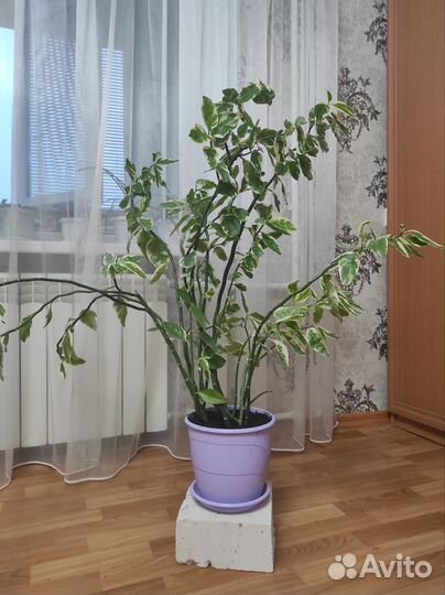 Педилантус