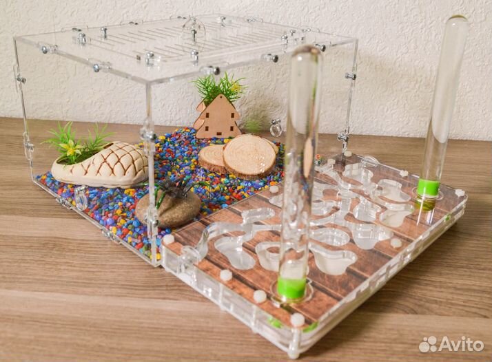 Муравьиная ферма с муравьями