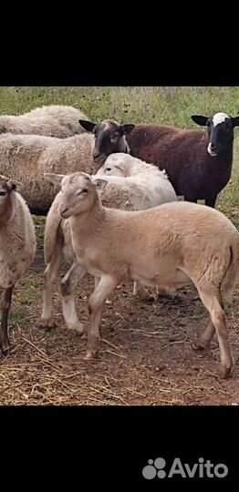 Катумские овцы бараны