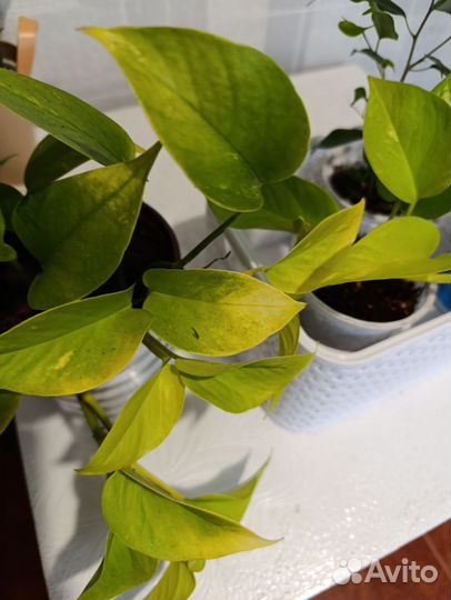 Сциндапсус