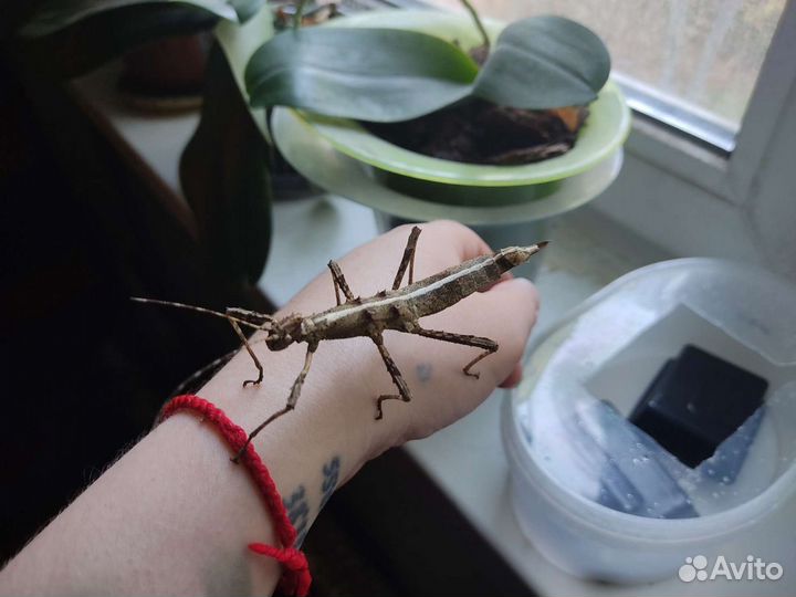 Палочники неожиданные и аннамские