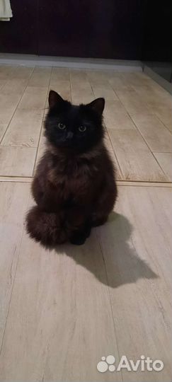 Котик в добрые руки