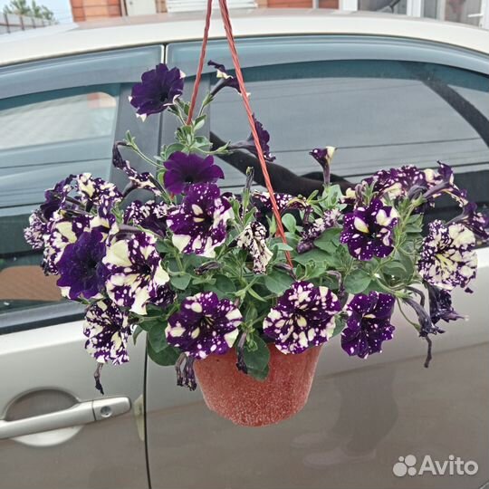 Кашпо с петунией