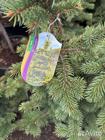 Ель Майголд (Maigold)