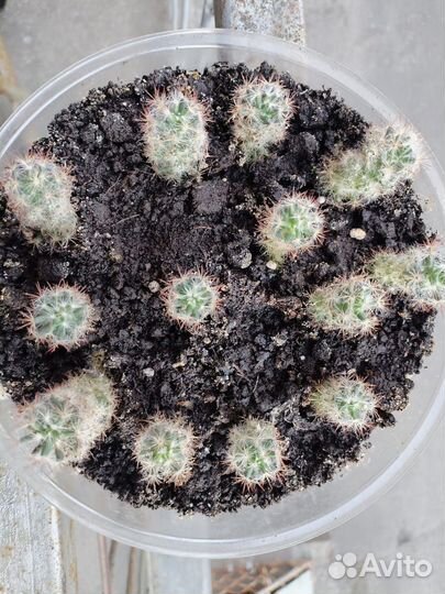 Мамиллярия