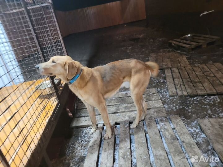 Русская гончая