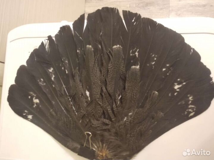 Хвост птицы