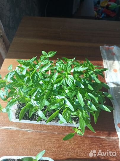 Перец болгарский сладкий