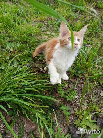 Котенок мейн-кун полидакт