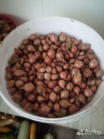 Лук шалот семейный