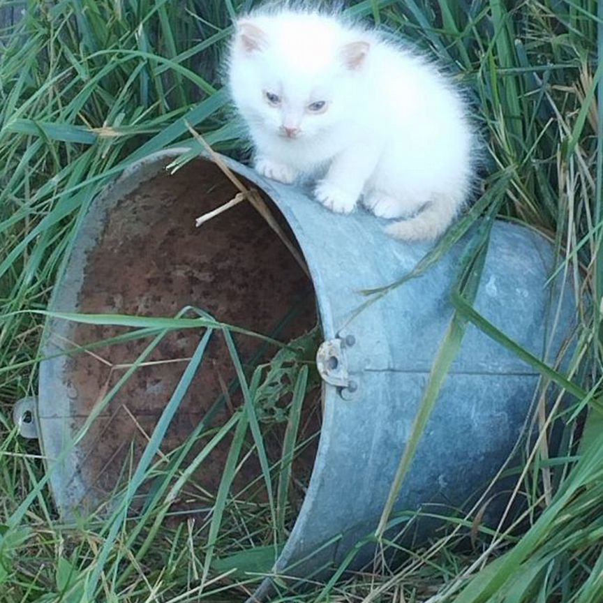 Котята в добрые руки 1 месяц