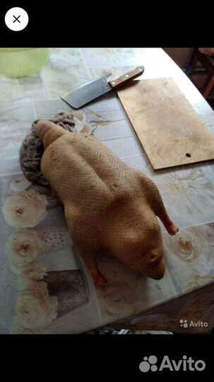 Мясо домашней птицы