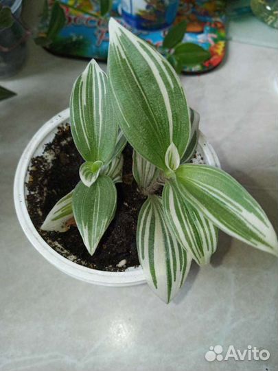 Комнатные растения