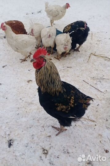 Молодые петухи