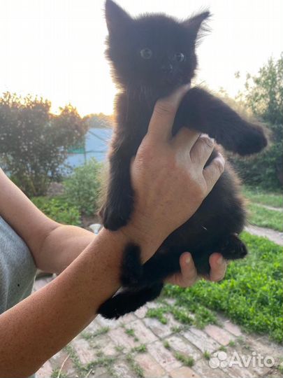 Котята бесплатно