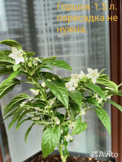 Перец комнатный острый, многолетний,кустарниковый