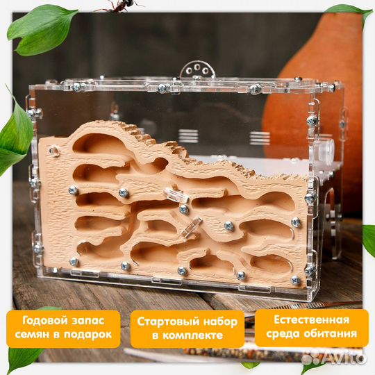 Муравьиная ферма