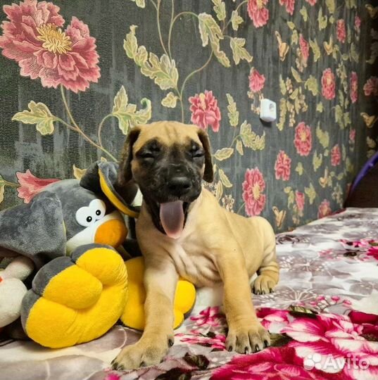 Щенки немецкого дога