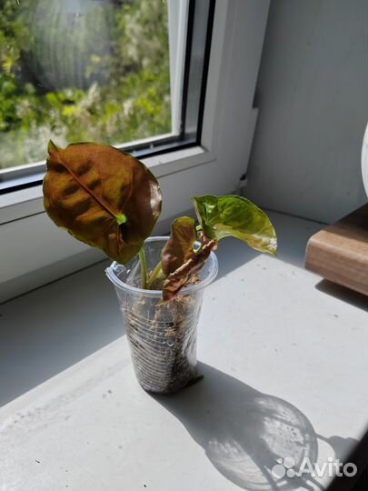 Сингониум клубничный лед galaxy