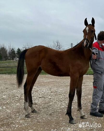 Элитные.Шайр.Ахалтек.Андалуз.Араб ворон.английская