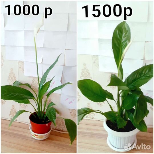 Спатифиллум женское счастье