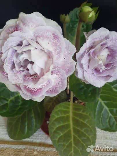 Клубни и листья глоксиний