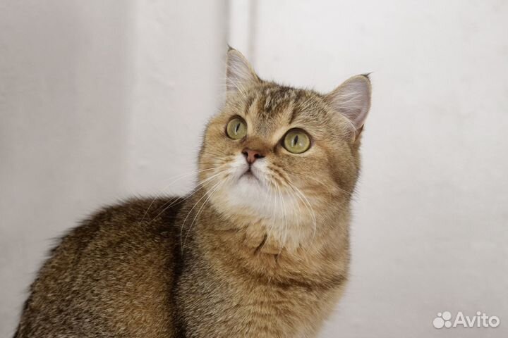 Шотландская прямоухая кошечка (скоттиш-страйт)