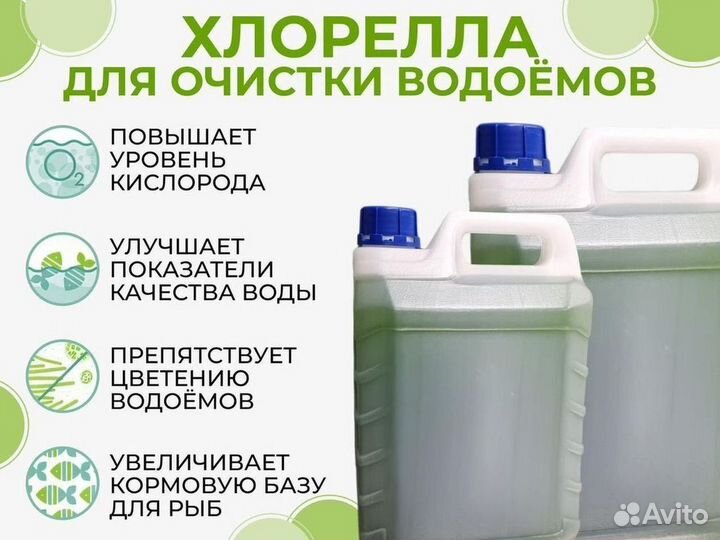 Хлорелла суспензия