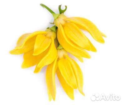 Эфирное масло Иланг-Иланг Олеос 10мл