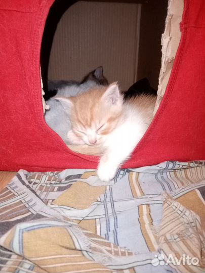 Отдам котят в добрые руки