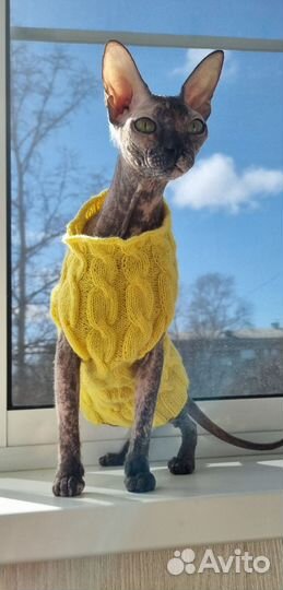 Одежда для кошек #одеждадлясфинксов