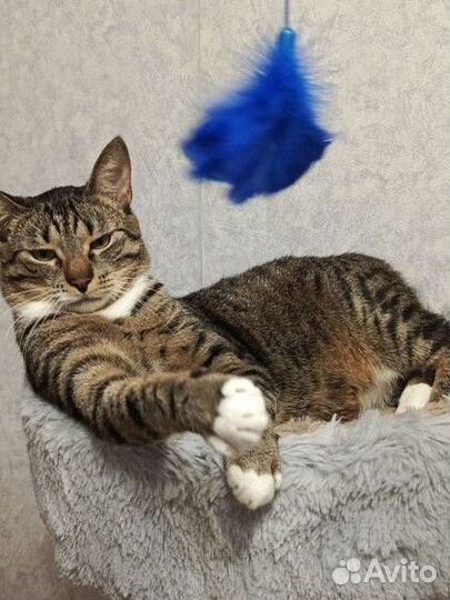 Кот ищет дом