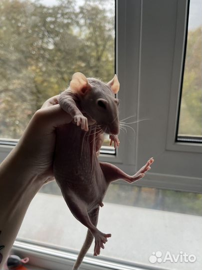 Крыса сфинкс бесплатно