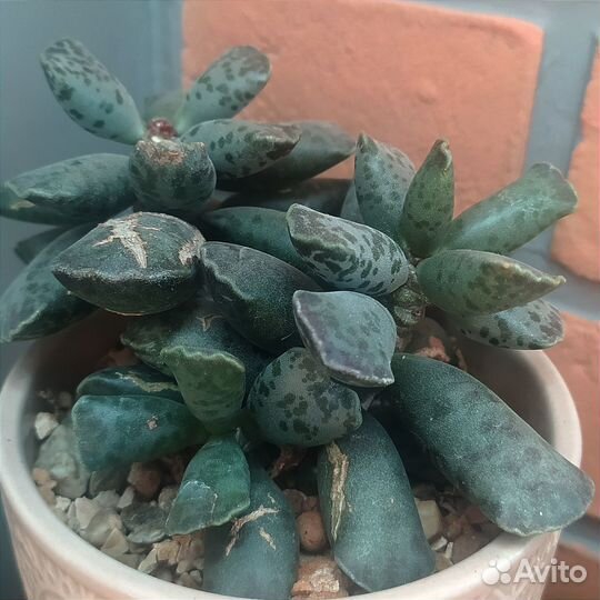 Адромискус купера