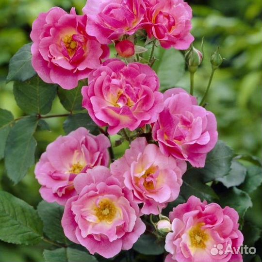 Роза плетистая Вильям Баффин