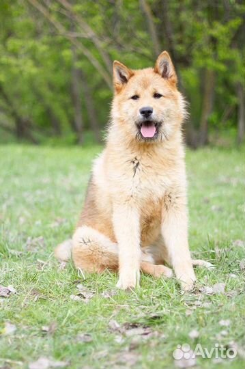 Акита ину в добрые руки метис