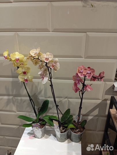 Орхидеи фаленопсис и мини